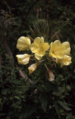 APII jpeg image of Oenothera glazioviana  © contact APII