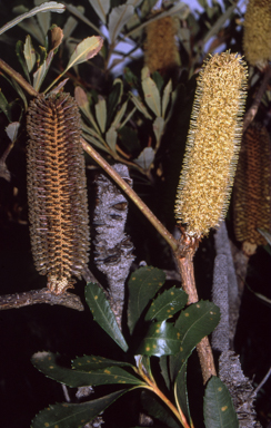 APII jpeg image of Banksia paludosa subsp. paludosa  © contact APII