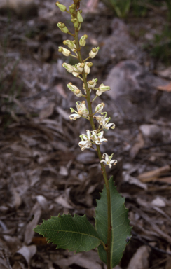 APII jpeg image of Lomatia ilicifolia  © contact APII