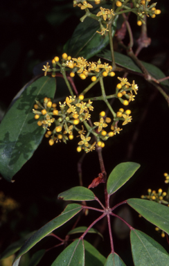 APII jpeg image of Cissus hypoglauca  © contact APII