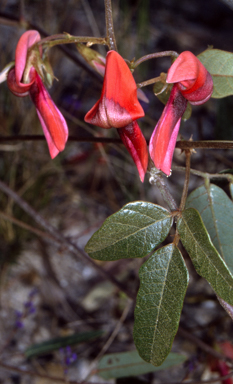 APII jpeg image of Kennedia rubicunda  © contact APII