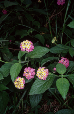 APII jpeg image of Lantana camara  © contact APII