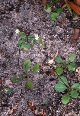 APII jpeg image of Lagenophora gracilis  © contact APII