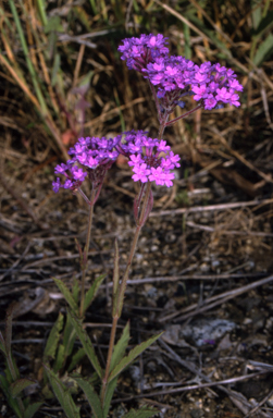 APII jpeg image of Verbena rigida  © contact APII