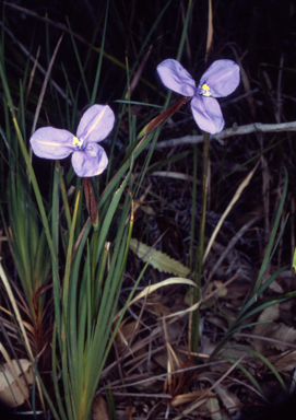 APII jpeg image of Patersonia glabrata  © contact APII
