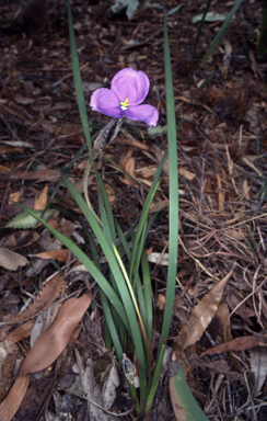 APII jpeg image of Patersonia sericea  © contact APII