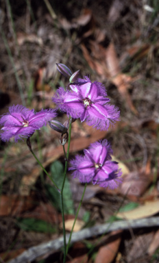 APII jpeg image of Thysanotus tuberosus subsp. tuberosus  © contact APII