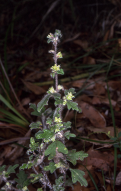 APII jpeg image of Xanthosia pilosa  © contact APII