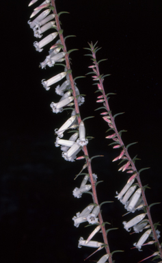 APII jpeg image of Epacris impressa  © contact APII