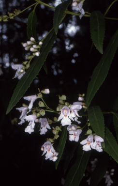 APII jpeg image of Prostanthera lasianthos  © contact APII