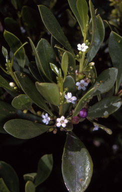 APII jpeg image of Myoporum boninense subsp. australe  © contact APII