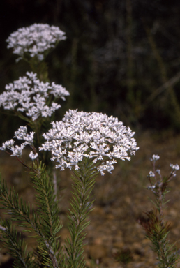APII jpeg image of Conospermum taxifolium  © contact APII