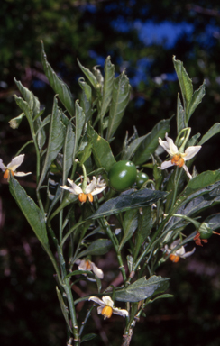 APII jpeg image of Solanum pseudocapsicum  © contact APII