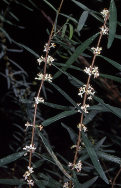 APII jpeg image of Pimelea axiflora subsp. axiflora  © contact APII