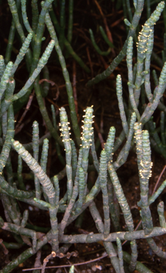 APII jpeg image of Salicornia quinqueflora  © contact APII
