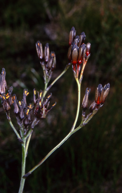 APII jpeg image of Haemodorum corymbosum  © contact APII