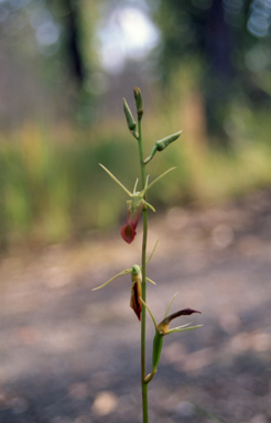 APII jpeg image of Cryptostylis subulata  © contact APII