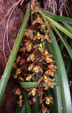 APII jpeg image of Cymbidium suave  © contact APII