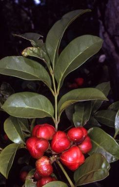 APII jpeg image of Synoum glandulosum subsp. glandulosum  © contact APII