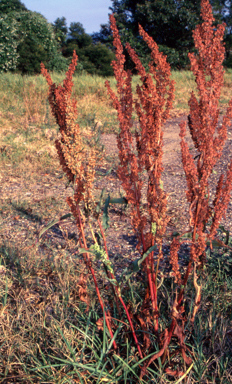 APII jpeg image of Rumex crispus  © contact APII