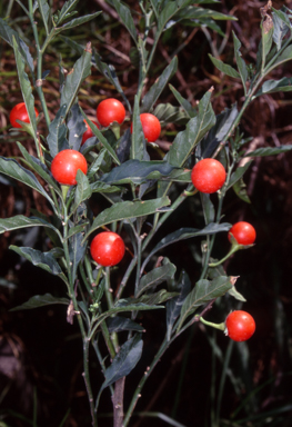 APII jpeg image of Solanum pseudocapsicum  © contact APII