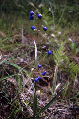 APII jpeg image of Dianella caerulea var. caerulea  © contact APII