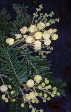 APII jpeg image of Acacia constablei  © contact APII