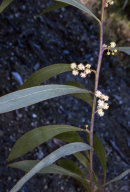 APII jpeg image of Acacia falcata  © contact APII