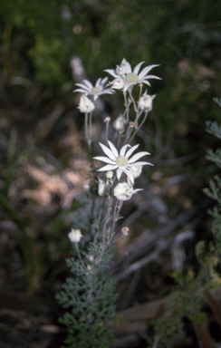 APII jpeg image of Actinotus helianthi  © contact APII