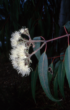APII jpeg image of Angophora costata  © contact APII