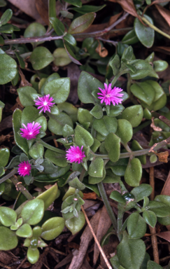 APII jpeg image of Mesembryanthemum cordifolium  © contact APII