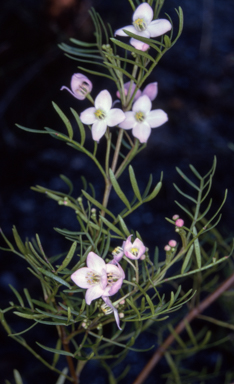 APII jpeg image of Boronia muelleri  © contact APII