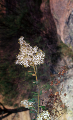 APII jpeg image of Bursaria spinosa subsp. lasiophylla  © contact APII