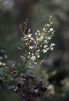 APII jpeg image of Bursaria spinosa subsp. spinosa  © contact APII