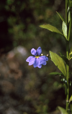 APII jpeg image of Dampiera stricta  © contact APII