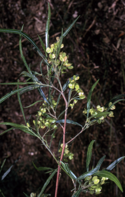 APII jpeg image of Dodonaea viscosa subsp. angustifolia  © contact APII