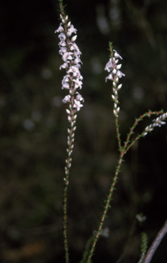 APII jpeg image of Epacris microphylla  © contact APII