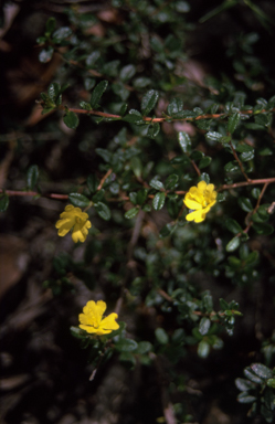 APII jpeg image of Hibbertia empetrifolia subsp. empetrifolia  © contact APII