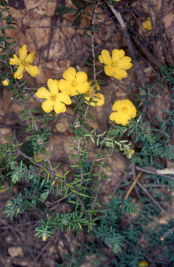 APII jpeg image of Hibbertia serpyllifolia  © contact APII