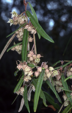 APII jpeg image of Lasiopetalum parviflorum  © contact APII