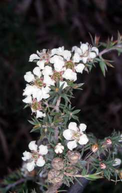 APII jpeg image of Leptospermum arachnoides  © contact APII