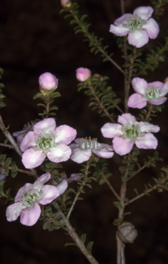 APII jpeg image of Leptospermum rotundifolium  © contact APII