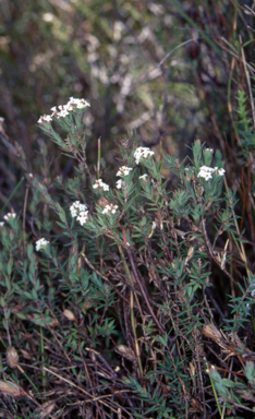 APII jpeg image of Leucopogon pilifer  © contact APII