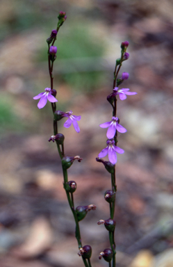 APII jpeg image of Lobelia gibbosa  © contact APII