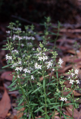 APII jpeg image of Mentha satureioides  © contact APII