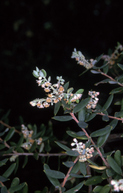 APII jpeg image of Monotoca elliptica  © contact APII