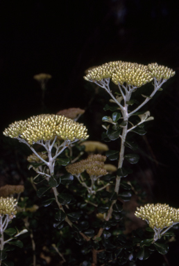 APII jpeg image of Ozothamnus obcordatus  © contact APII