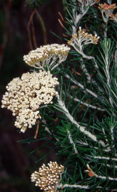 APII jpeg image of Ozothamnus rosmarinifolius  © contact APII