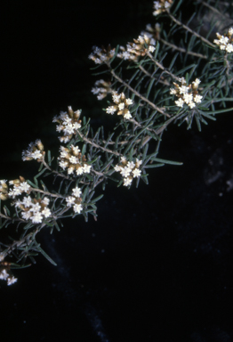 APII jpeg image of Ozothamnus thyrsoideus  © contact APII