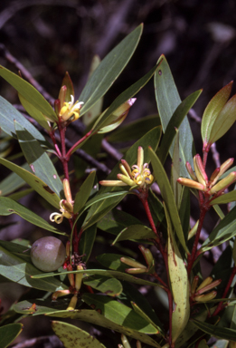 APII jpeg image of Persoonia silvatica  © contact APII